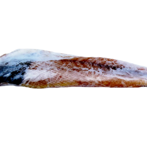 Lonja de Robalo 1-3 Libras