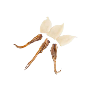 Calamar Americano T.T.