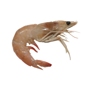 Camarón con Cabeza 40/50