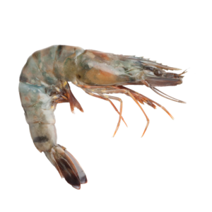 Camarón con Cabeza 30/40