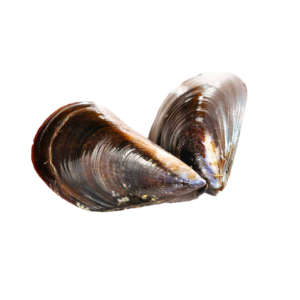 Mejillones Negros Enteros